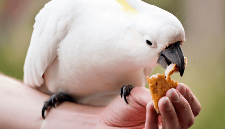 Pássaros bem nutridos