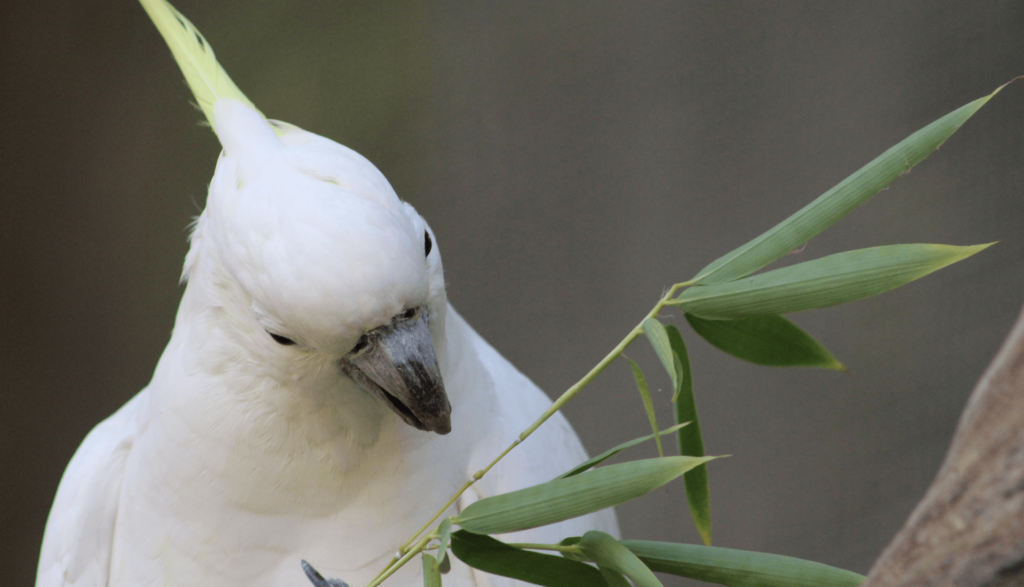 Cacatua de Estimação 3