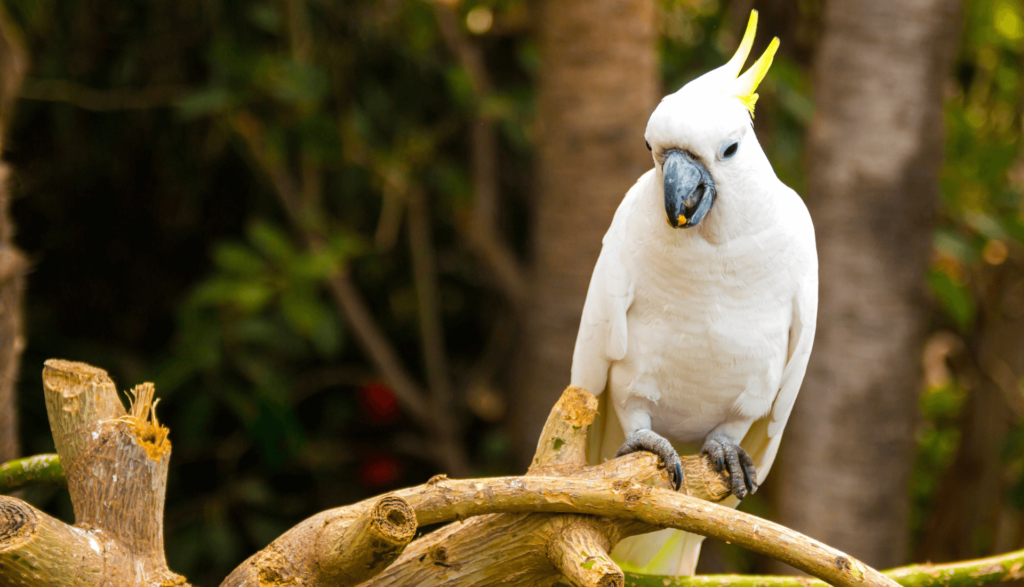 Cacatua de Estimação 2