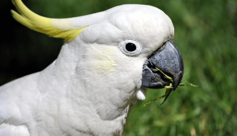 Cacatua de Estimação 5