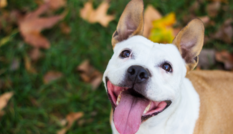 Educação amorosa para cães