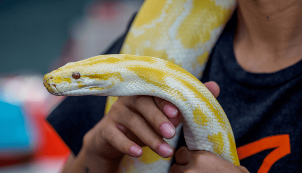 Como criar uma cobra de estimação 2