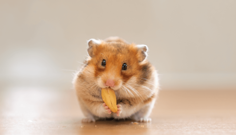 O que os hamsters comem?