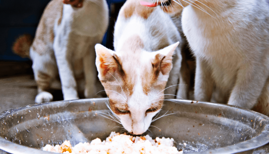 Alimentos humanos para gatos