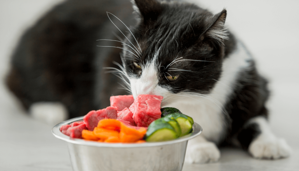 Alimentos humanos para gatos