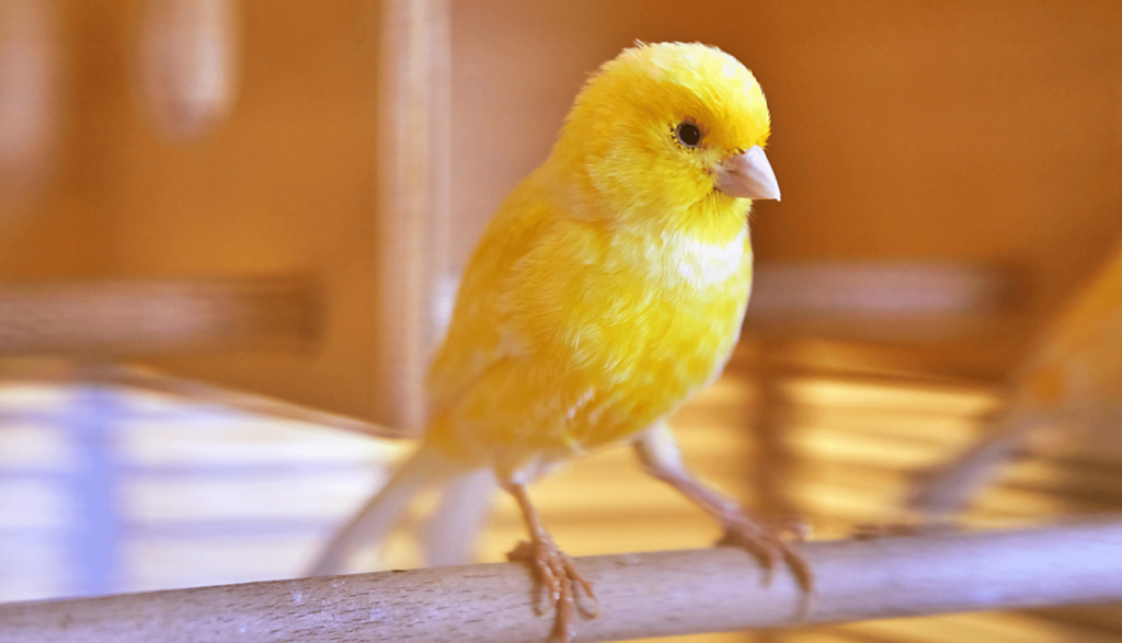 Aves que podem ser criadas em casa no Brasil