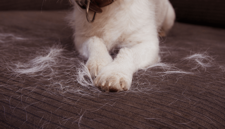 Queda de Pelo em Cachorro