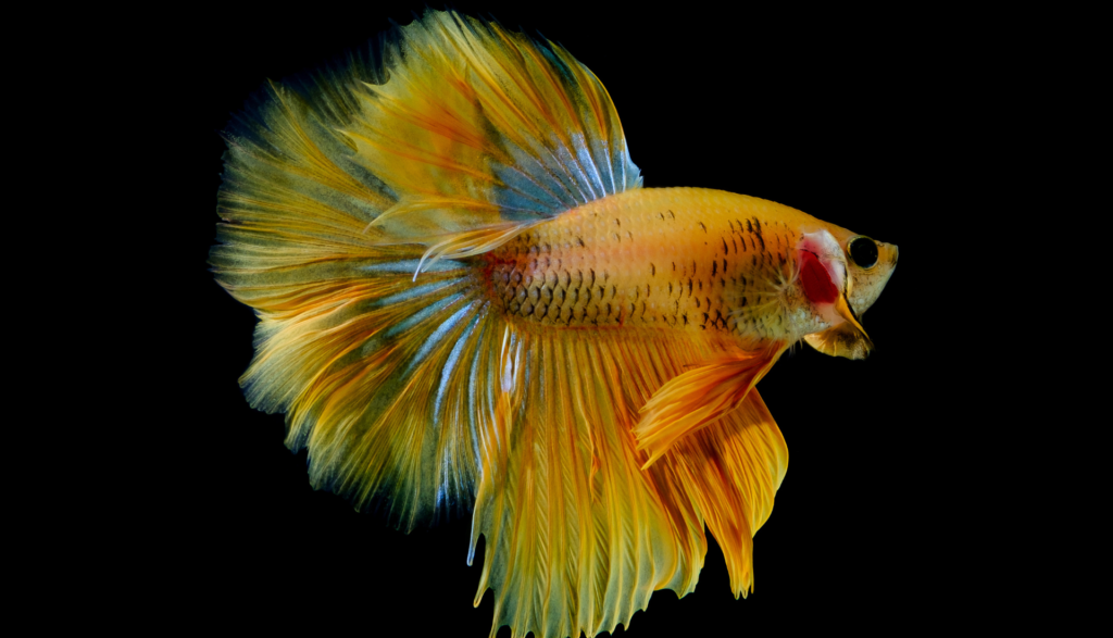 peixe betta