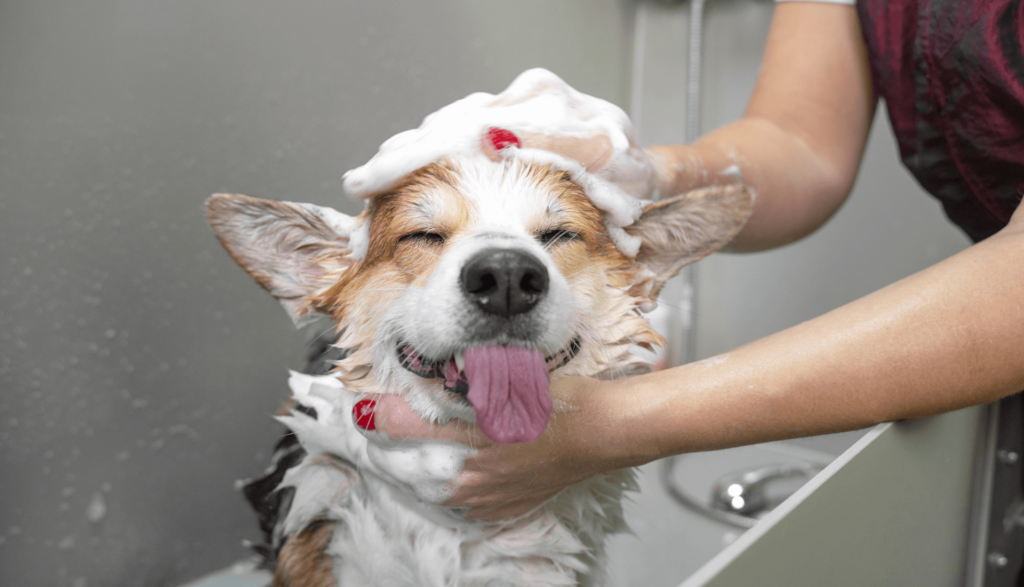 
Queda de pelo em cachorro