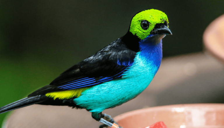 Aves que podem ser criadas em casa no Brasil