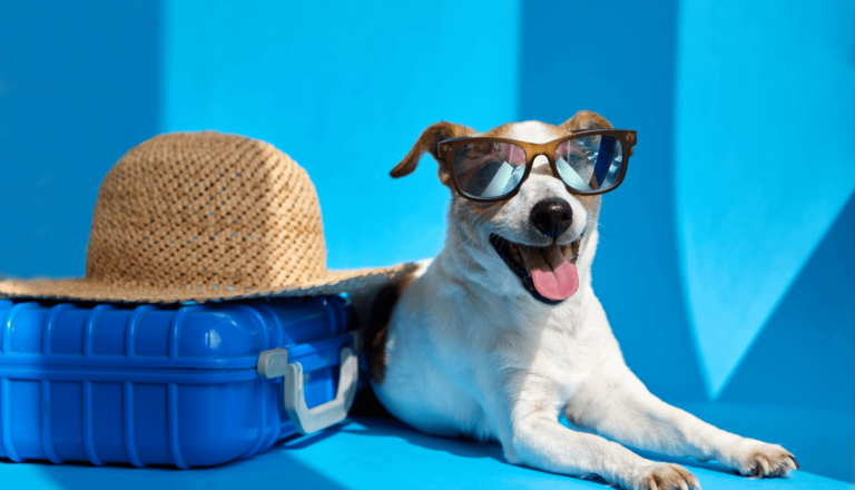 Viagens com Pets: Dicas para uma Viagem Segura e Confortável