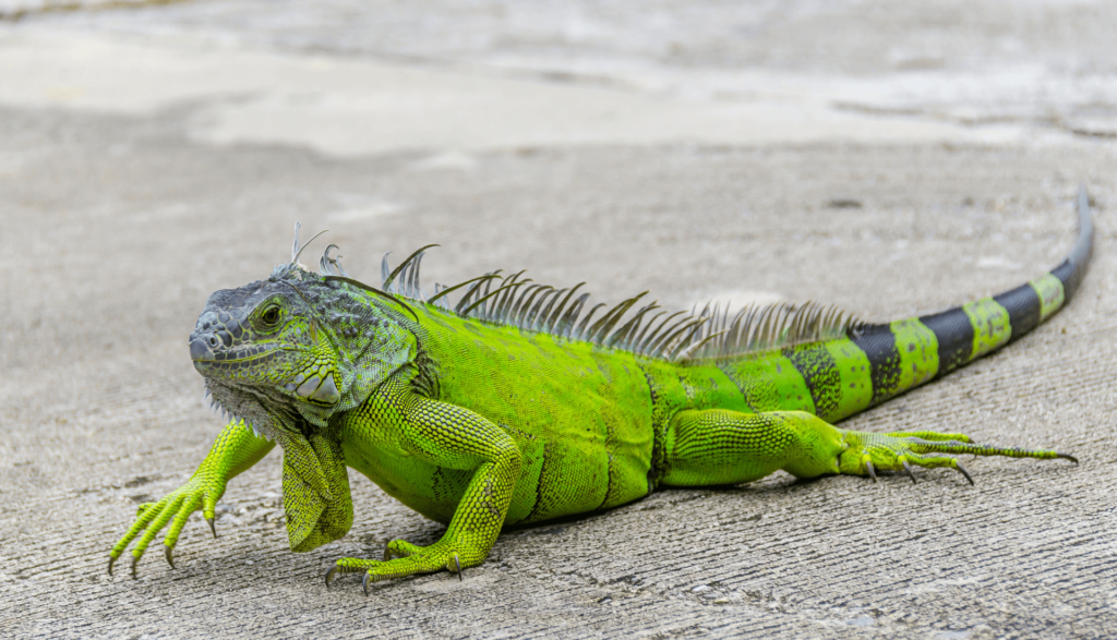 Qual O Melhor Lagarto De Estimação? Quanto Custa no Brasil?