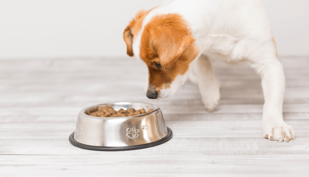 Alimentação para pets de pequeno porte