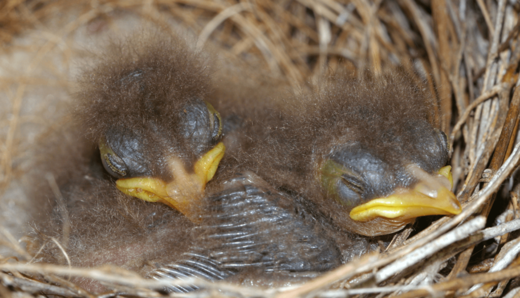 O Sono das Aves 2