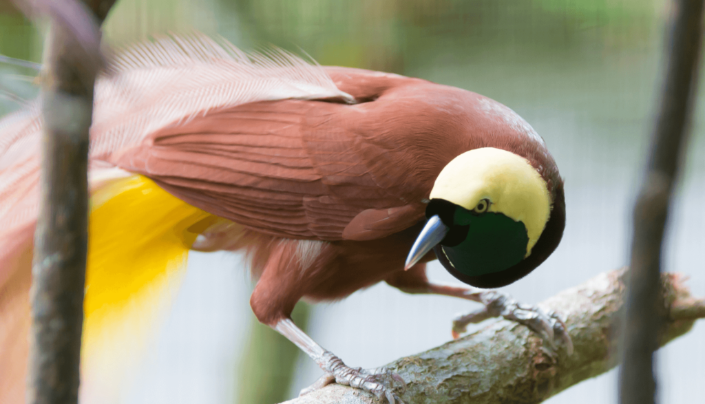 Aves do Paraíso