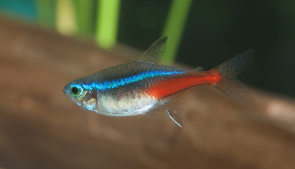 Neon Tetra