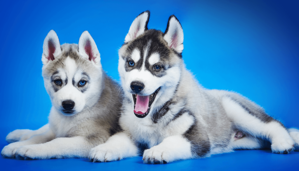 Husky siberiano
