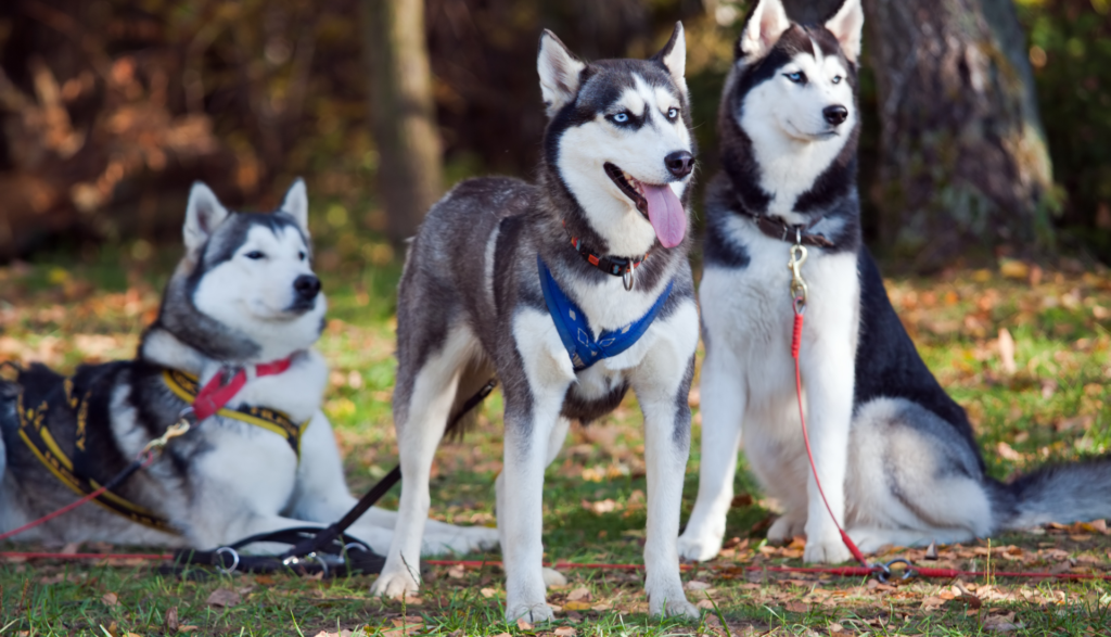 Cachorro Husky siberiano
