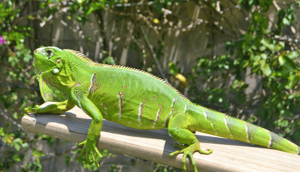 Animais de Estimação Exóticos iguana