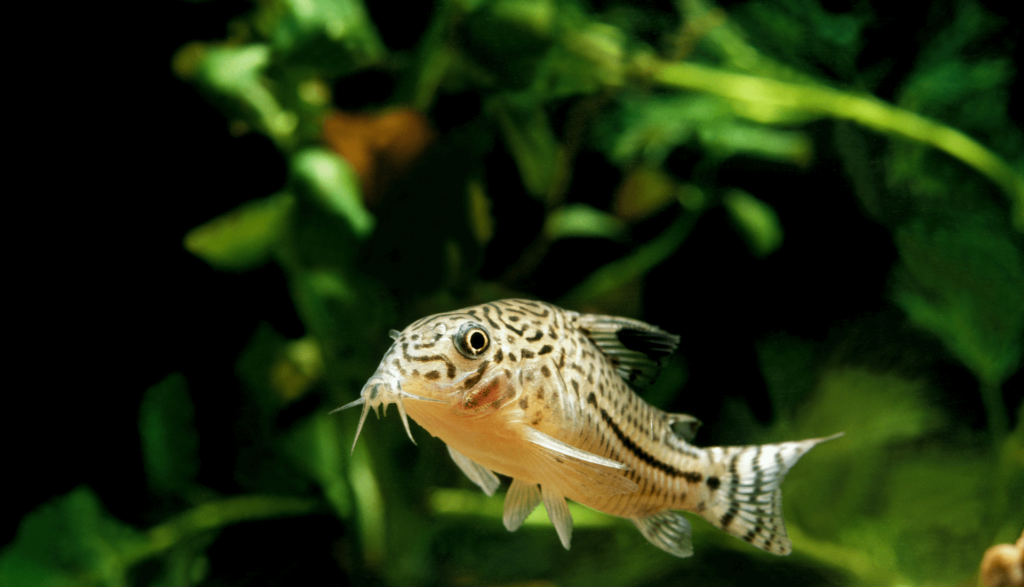 Corydoras