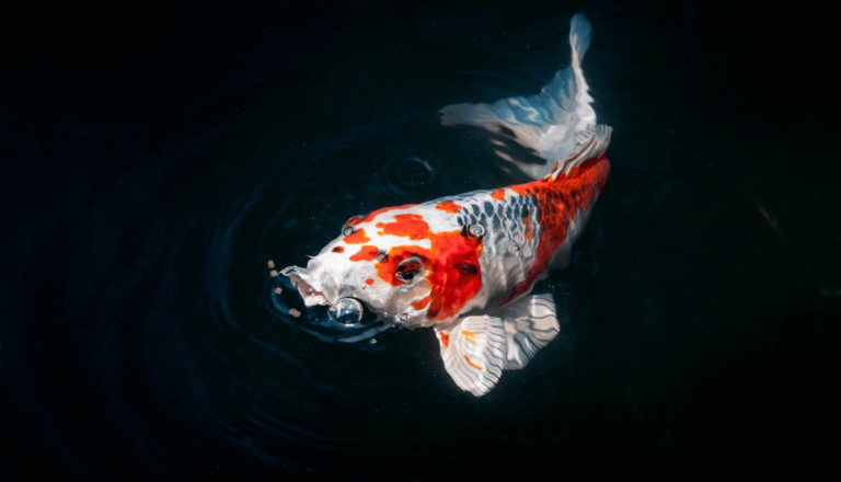 Peixe Koi