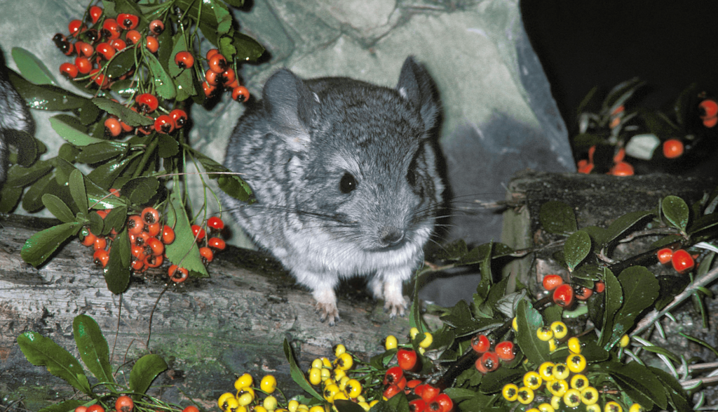 Animais de Estimação Exóticos chinchila