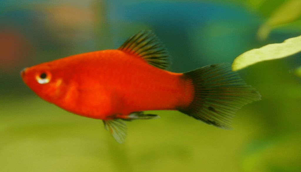 Platy