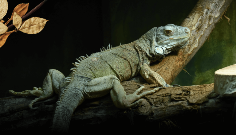 Como Criar uma Iguana Verde