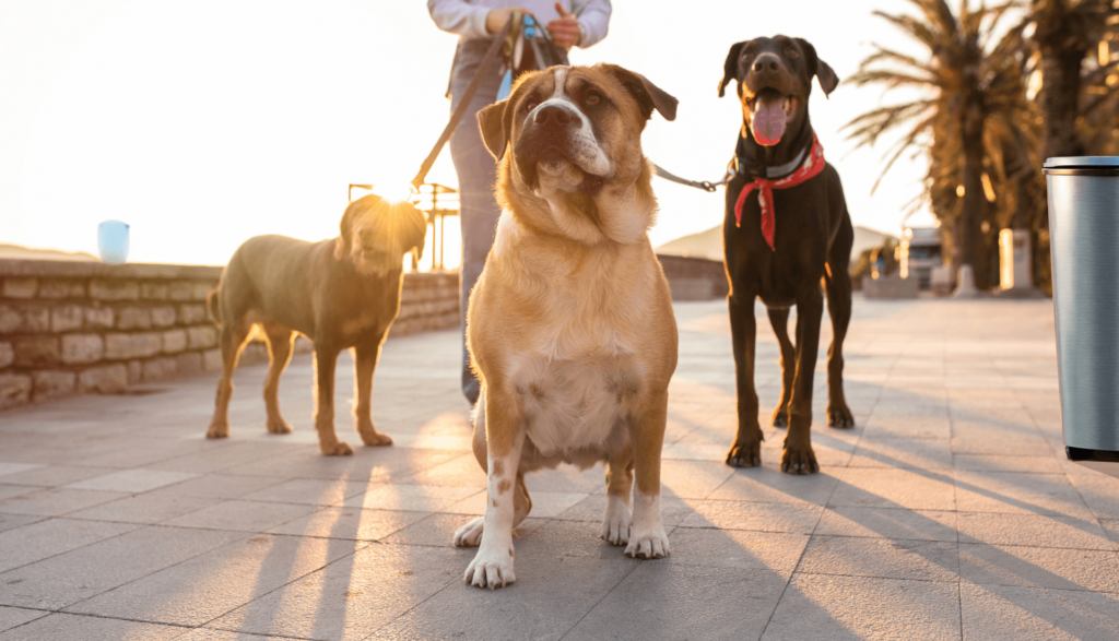 Nomes  para Cães 2