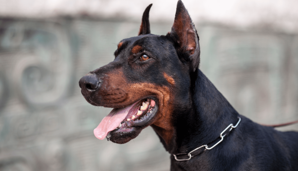 Doberman Pinscher