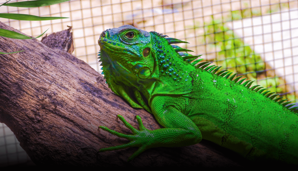 Habitat para iguana