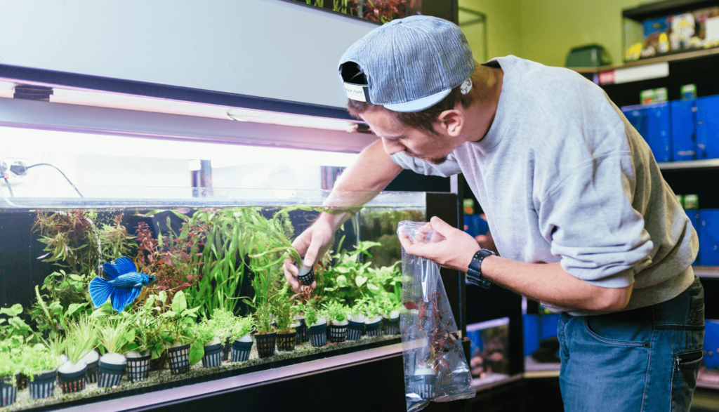 Como Criar um ambiete para o Seu Peixe Betta 