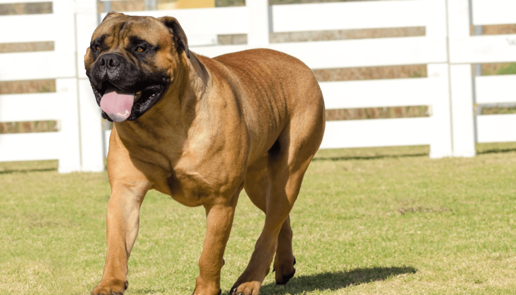 Bullmastiff (5 melhores cães para segurança)