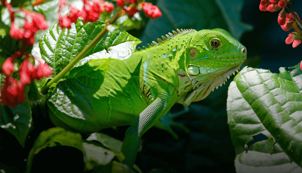 Como Criar uma Iguana Verde 3