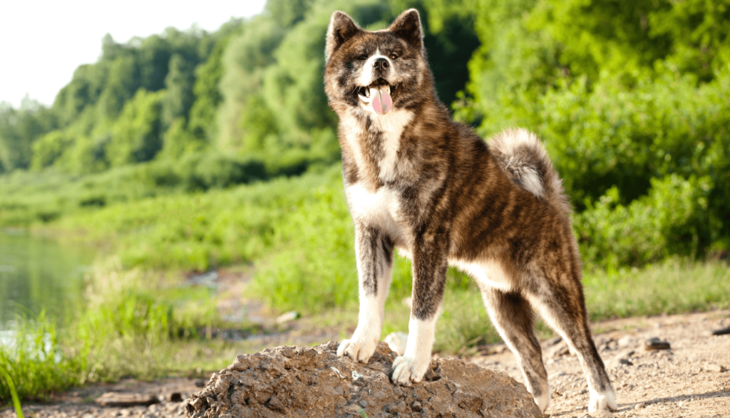 Akita (5 melhores cães para segurança)