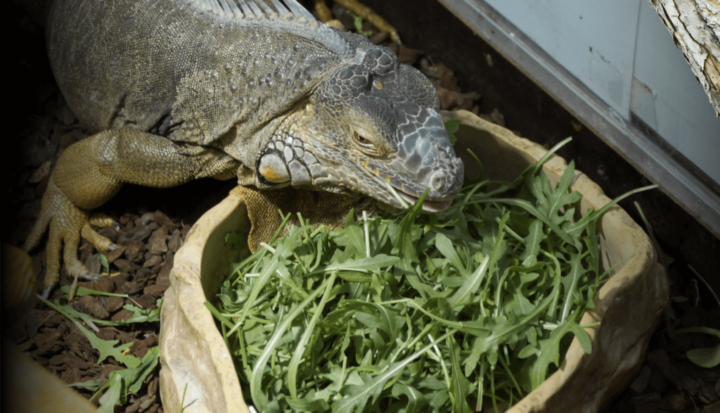 Alimentar iguana verde